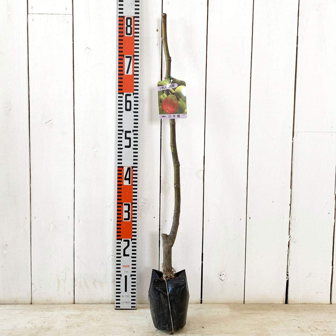 Amazon.co.jp: イチジク 苗木 日本種 12cmポット苗 いちじく 苗